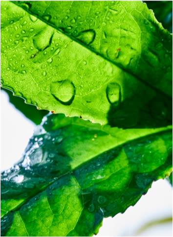 Close-up of Green Tea leaves