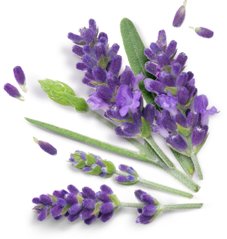 Herbal Essences ingredient picture