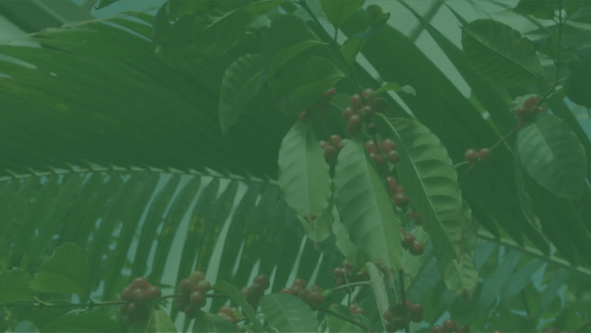 Herbal_Essences_EN_US/Kew/RGB_KEW_Fingerprinting_Poster