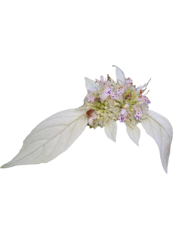Torrey’s Mountainmint elegant and funky flower