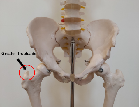 Anatomy Stock Images  hip-greater-trochanteric-pain-syndrome