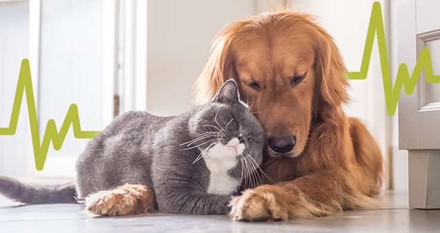 Pet Insurance for creatures, great and small