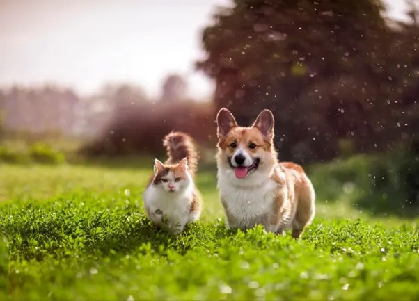 pet-insurance-dog-and-cat-running-in-field