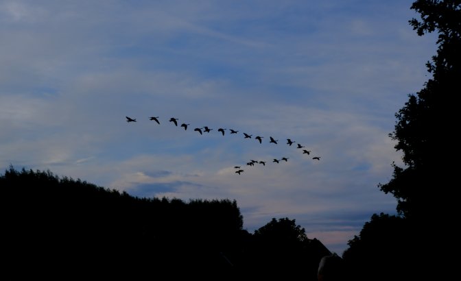 Gæs på tur hen over aftenhimlen ved Jordrup.