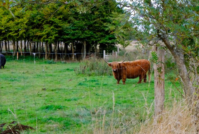 Naturen omkring Jordrup byder også på små og større dyr. Her er et af de indhegnede.