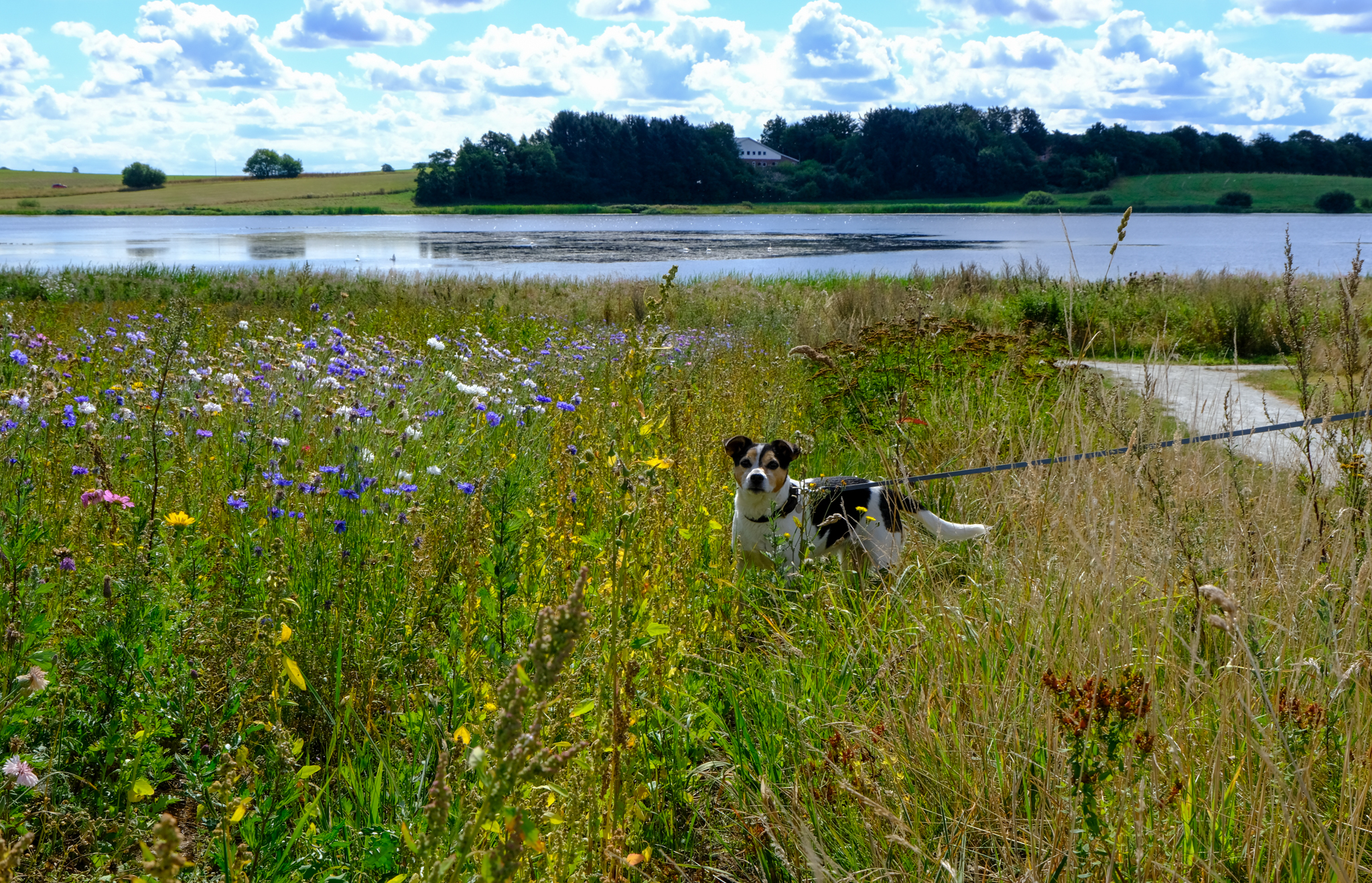 En hund i snor står i et hav af blomster med Ødis Sø i baggrunden.