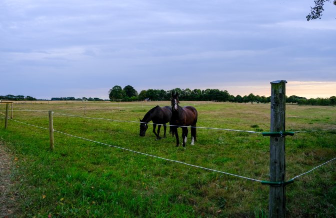 Og her er et par heste, der ser ud til at nyde solnedgangs-roen.