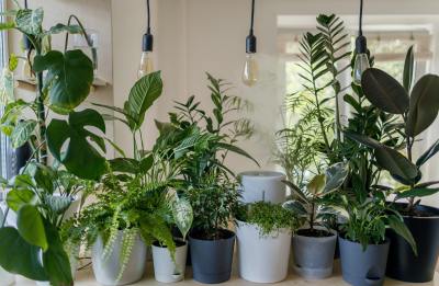 Top 10 Air-Cleaning Houseplants for a Healthier Home