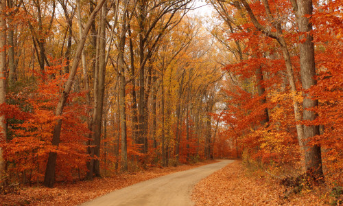 Leaf-Peeping Safely: Steering Clear of Autumn Road Hazards