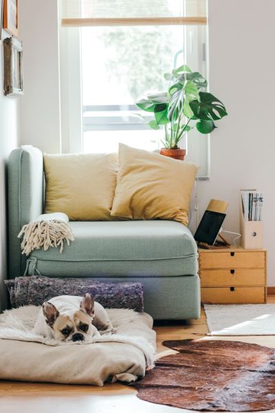 Pawsitively Perfect: A Guide to Designing a Pet-Friendly Haven