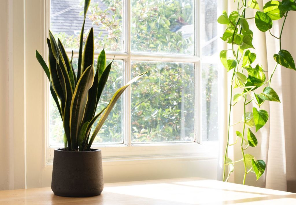 Mastering the Art of Snake Plant Care: Essential Tips 