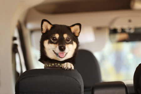 The Most Dog-Friendly Cars You Can Buy This Year