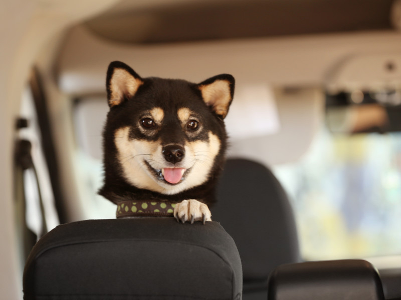 The Most Dog-Friendly Cars You Can Buy This Year