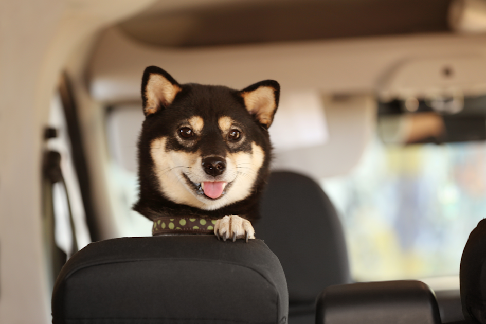 The Most DogFriendly Cars You Can Buy This Year The Seekr