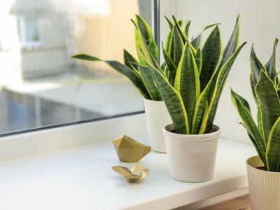 Breathe Easy and Beautify Your Space with These Indoor Plants