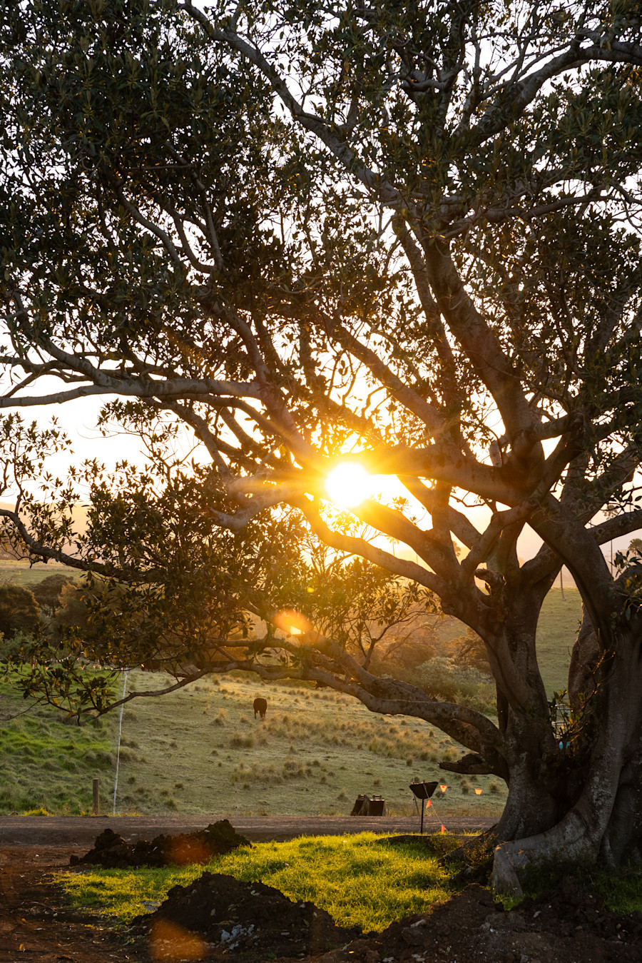 Looking West Through the Fig Trees