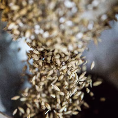 Close-up of grains pouring into a container, showcasing the movement and texture of the seeds. The background is blurred, emphasizing the focus on the grains.
