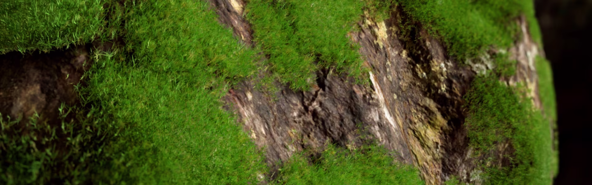 Close-up van een boomstam met stukken heldergroen mos die de bast bedekken. De textuur van de ruwe bast contrasteert met het zachte, dichte mos, waardoor de afbeelding een natuurlijk en aards gevoel krijgt.