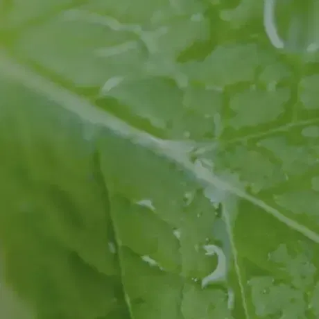 Close-up of a green leaf with visible veins, covered with dew drops. The water droplets appear transparent and reflect light, giving the leaf a fresh and lively appearance.