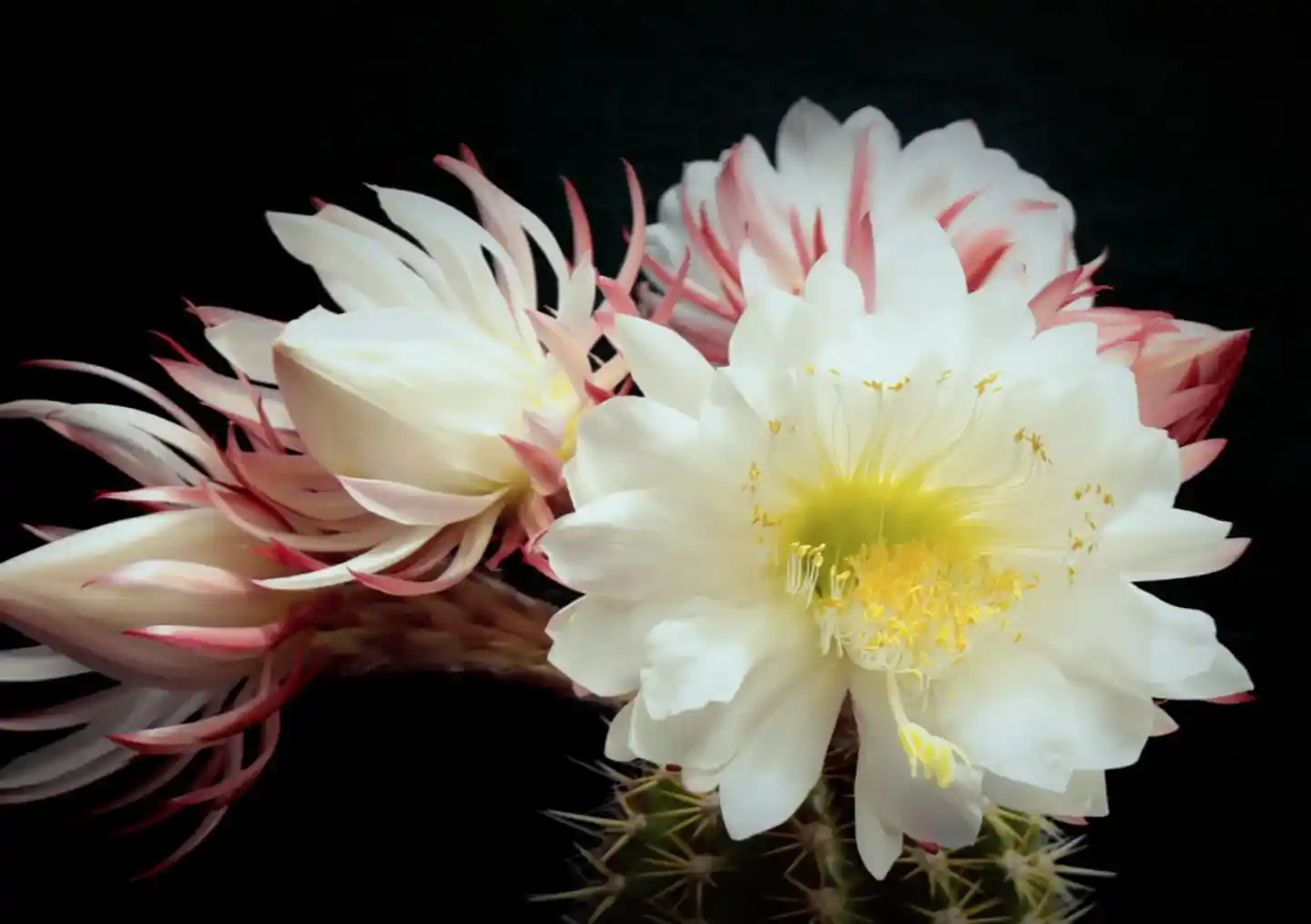 Eine Nahaufnahme blühender, nachts blühender Cereus-Blüten mit weißen Blütenblättern und gelber Mitte. Die Blüten sind von teilweise geöffneten Knospen mit rosa Spitzen vor einem dunklen Hintergrund umgeben.