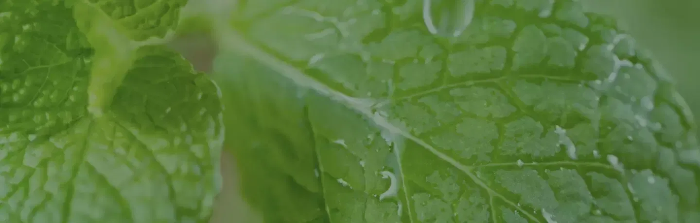 Close-up of a green leaf with visible veins, covered with dew drops. The water droplets appear transparent and reflect light, giving the leaf a fresh and lively appearance.