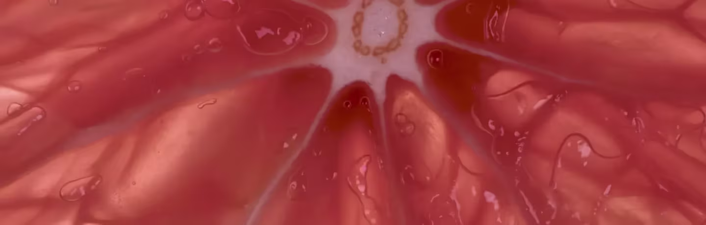 Gros plan d'une tranche de pamplemousse montrant la partie rouge juteuse et translucide et le centre blanc avec des gouttelettes d'eau à la surface.