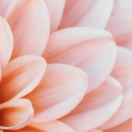 Close-up of a pink dahlia flower with layered petals and soft shading. The petals range in color from pale pink to peach, making them appear delicate and calm.