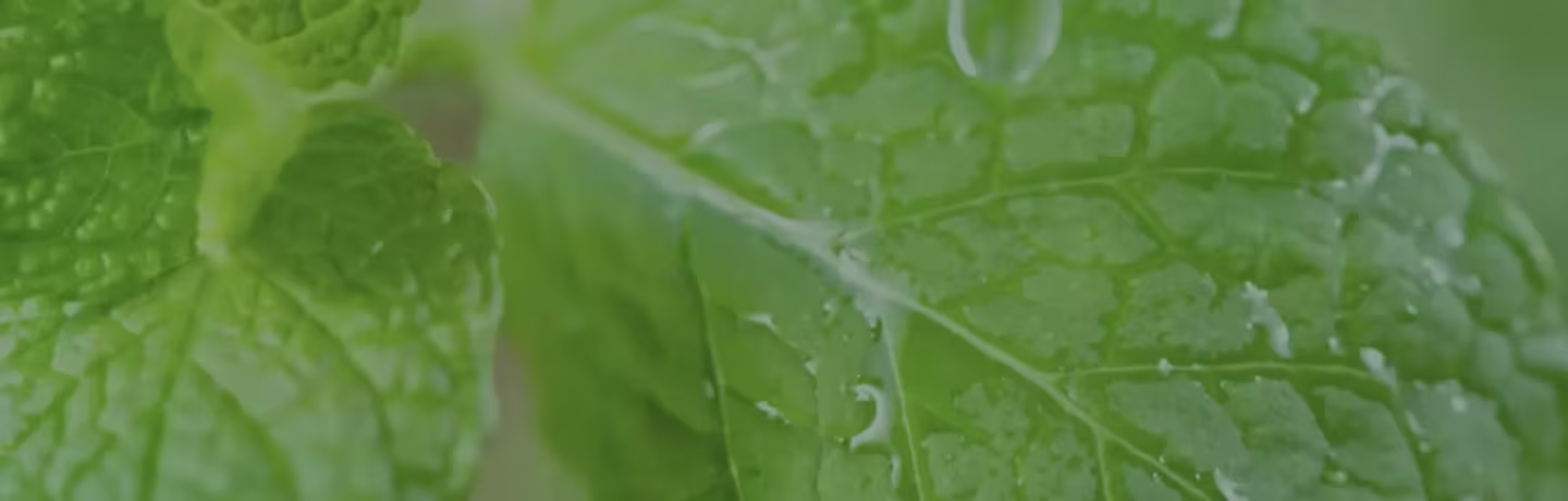 Close-up of green leaves with visible veins and water droplets on the surface. The leaves have a vibrant and fresh appearance, suggesting they may belong to the mint plant or a similar herbaceous plant. The background is soft and blurry. 