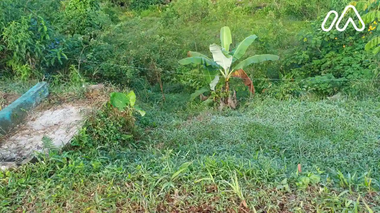 Imagen 4Lote 2547398000