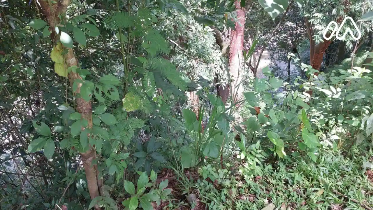 Imagen 4Lote 1679955000