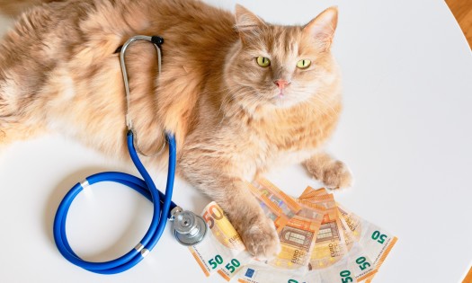 Tend to your pet’s veterinary needs