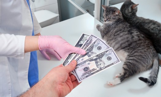 Tip 3: Seek financial assistance from animal welfare organisations