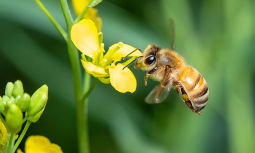 Bees and Diversification: Do Not Rely on One Source