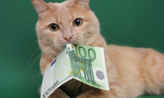 Tips for Securing Funds for Urgent Pet Surgery