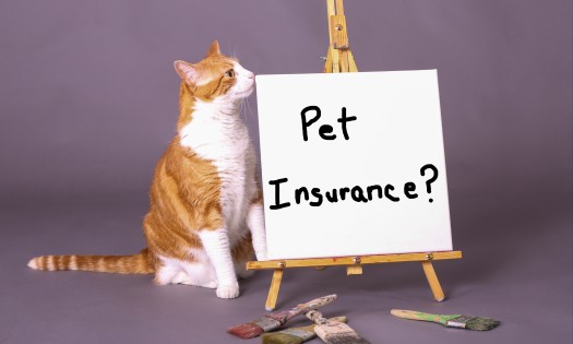 Tip 2: Apply for pet insurance