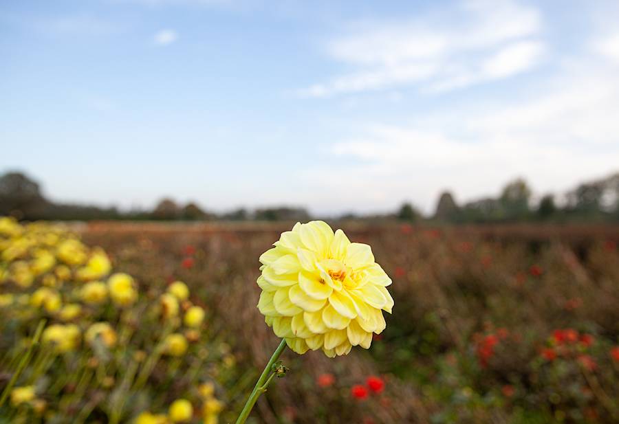 Werken aan ons vitaal platteland
