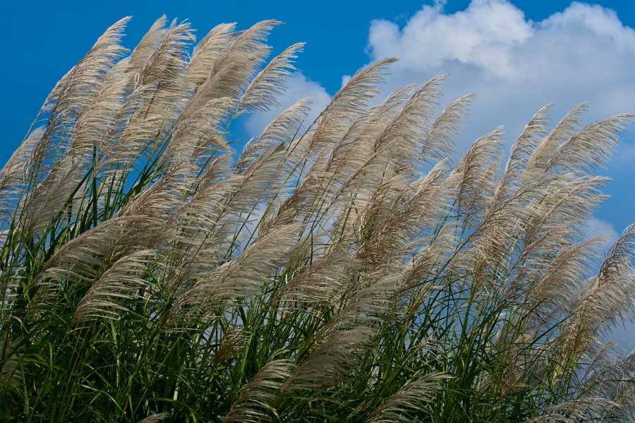 Pilot met in Woensdrecht geteeld mammoetgras kan regionaal verschil maken