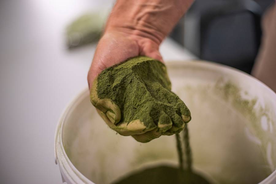 Vegaworstjes en drinkyoghurt met micro-algen: O&O-subsidie voor project AlgaeHolland en Curio
