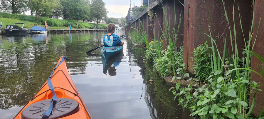 Pilot om haven Oudenbosch te vergroenen gestart: Samenwerking met studenten blijkt waardevol
