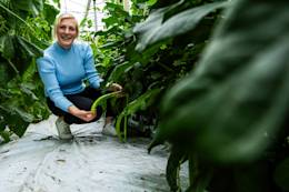 Jack Beans in de kas - GreenportWest-Holland