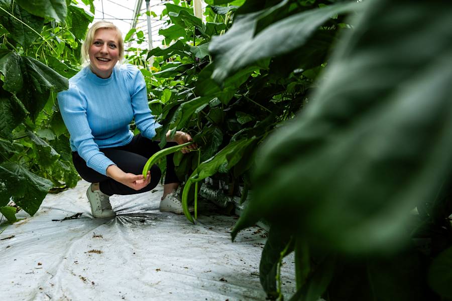 Van boon tot dialyse: West-Brabants onderzoek naar Jack Bean-teelt helpt bij ontwikkeling draagbare dialyseapparaten