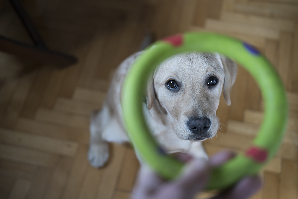 Brain games for dogs - Treat Treasure Hunt - Pooches At Play