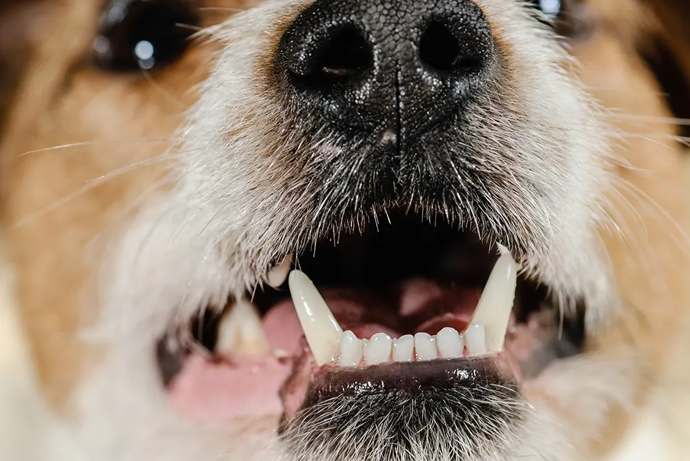 5 tips for keeping your pet’s teeth healthy