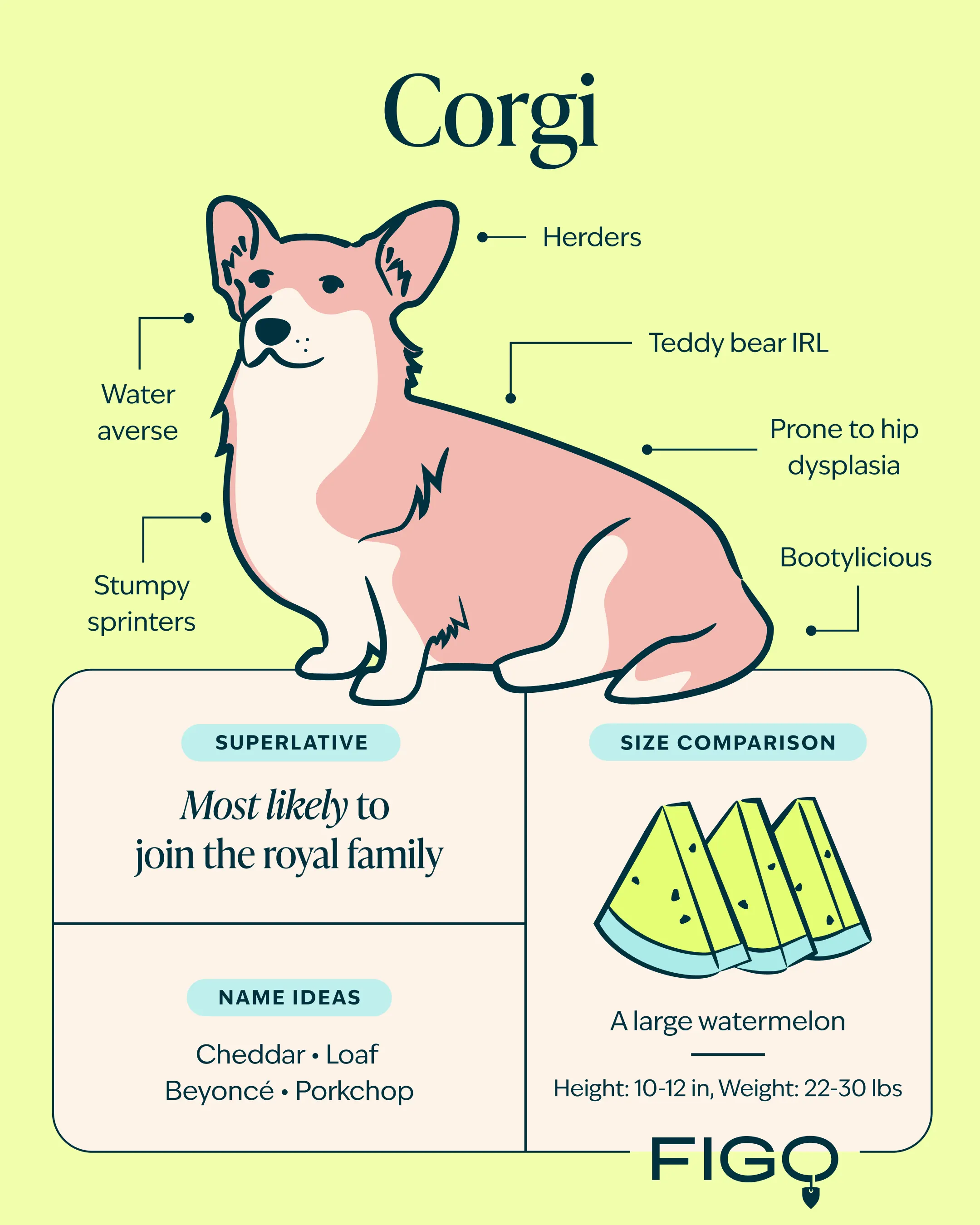 Corgi Breed Guide