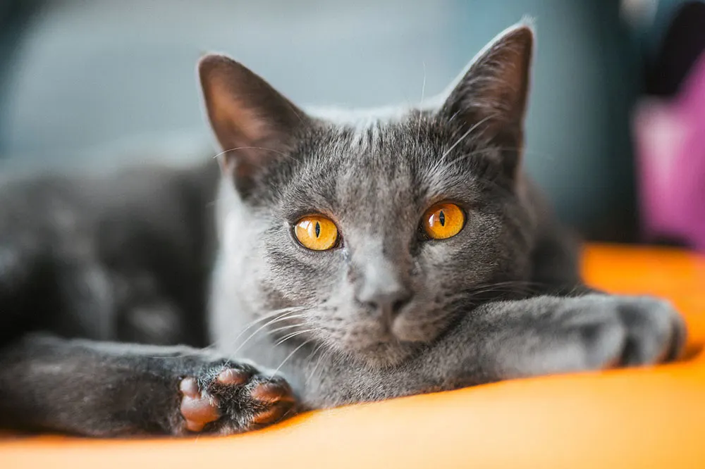 Getting to know the Chartreux