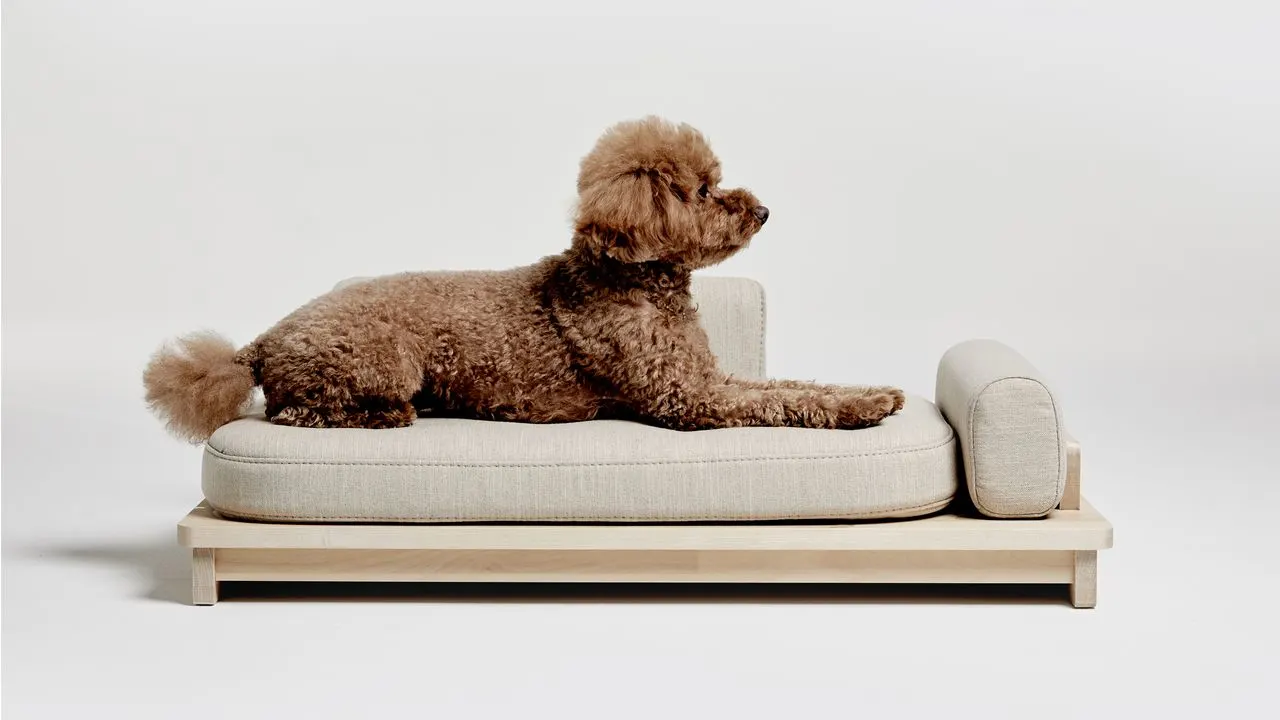 small brown dog relaxing in beige dog bed