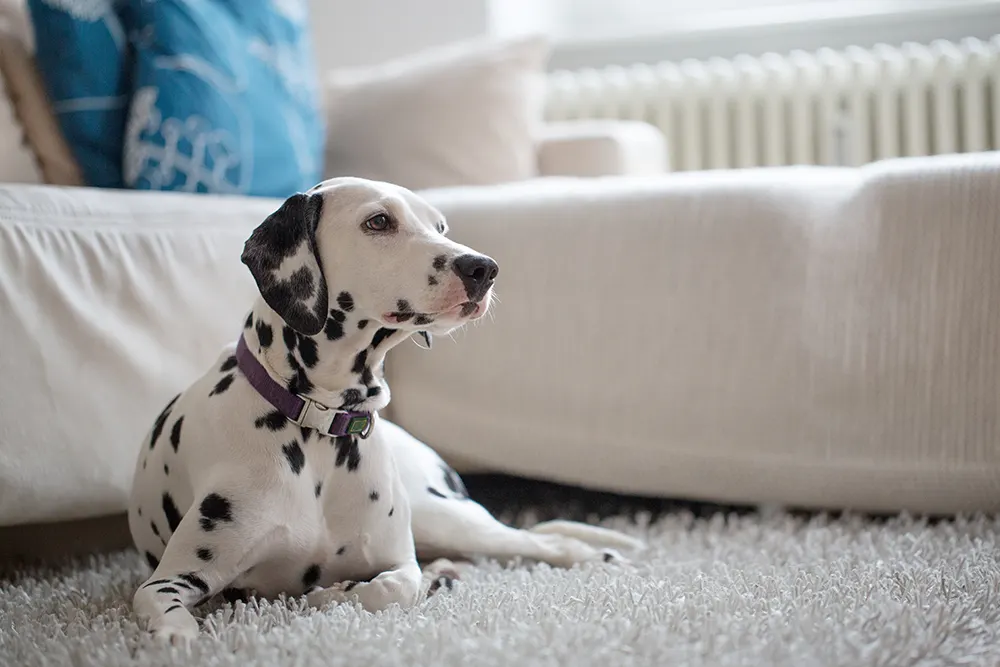 7 everyday cleaning tips for dog owners