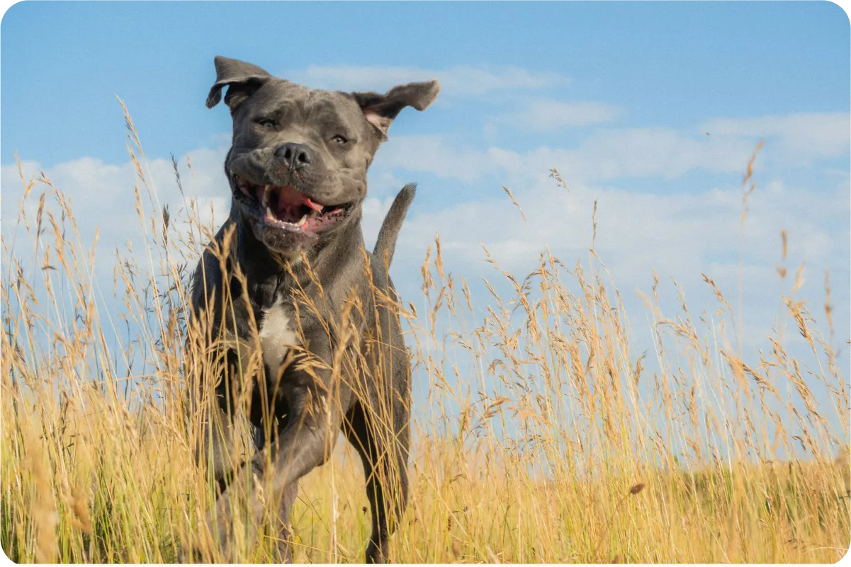 Mastiff running playfully in grass