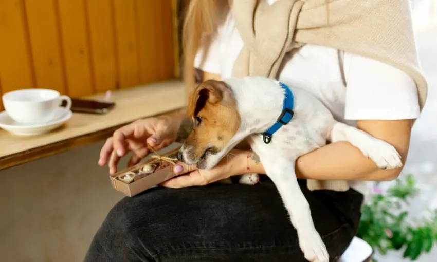 dog sniffing chocolate