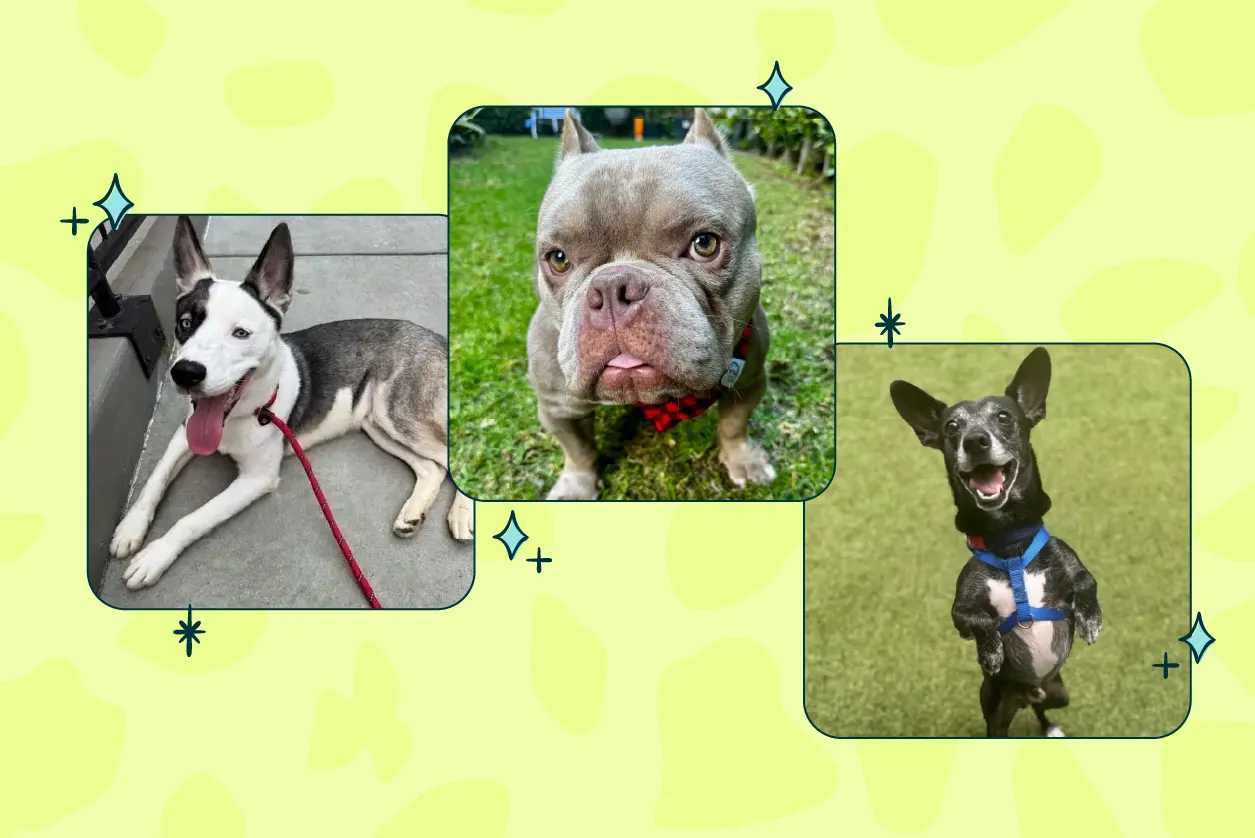 three dogs featured for adoption